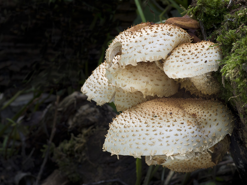 Pholiota squarrosoides